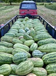 Watermelon Seeds - Georgia Rattlesnake