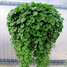 Emerald Falls Dichondra House Plant Seeds for Garden - NON GMO Seeds Dhara Seeds