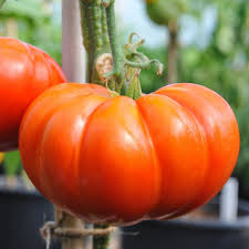 Tomato Seeds - Cuostralee