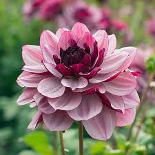 Dahlia Seeds (Waterlily) - Creme de Cassis