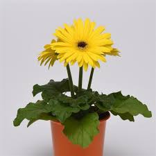 Yellow Dark Eye Gerbera Seeds