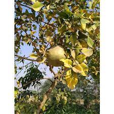 Brown Aegle Marmelos Fruit Seeds for Planting - Unique Fruit