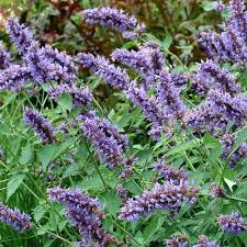 Agastache Sunrise Sky Blue Seeds