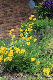 Lance-Leaf Coreopsis Seeds - Sunburst