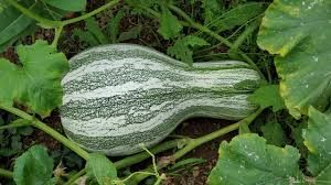 Pumpkin Seeds - Cushaw Green-Striped