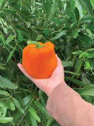 Sweet Pepper Seeds - Orange King