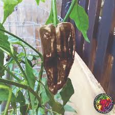 Hot Pepper Seeds - Mulato Isleno