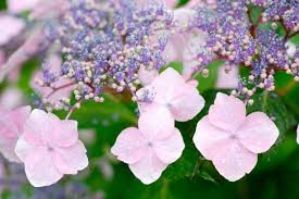 Hydrangea Mountain Hydrangea