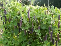 Pea Seeds (Organic) - Blue Shelling