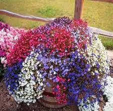 Fountain Mix Lobelia Seeds