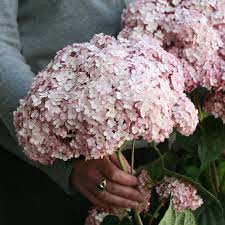 Hydrangea Incrediball Blush Smooth Hydrangea