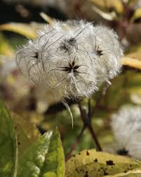 Clematis Seeds