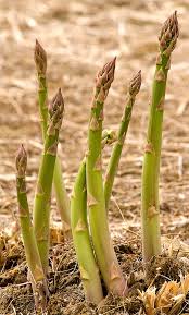 Asparagus Millenium Seeds