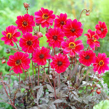 Dahlia Seeds (Peony-Flowered) - Bishop of Canterbury