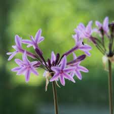 Heirloom Non-GMO Tulbaghia Violacea Flower Seeds for Planting – Fragrant Ornamental Flower Seeds