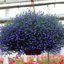 Regatta Midnight Blue Lobelia Seeds