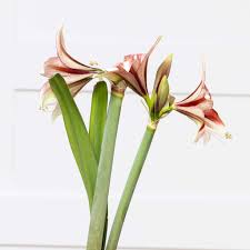 Amaryllis Seeds - Easy-Care Gold Wax with Multicolored Blooms