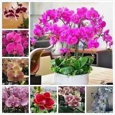 Phalaenopsis Orchid Flower Seeds Multi-Colored for Planting - NON GMO Seeds Dhara Seeds