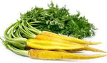Yellow carrot Daucus carota seeds for planting in home garden