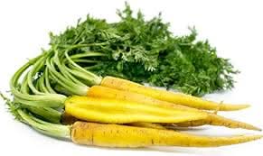 Yellow carrot Daucus carota seeds for planting in home garden
