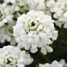 Iberis Sempervirens Flower Seeds for Planting – NON GMO Seeds for planting in home garden