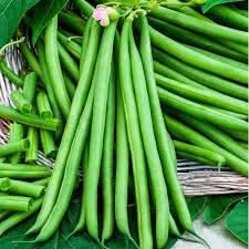Slenderette French Bean Phaseolus vulgaris seeds for planting in garden beds