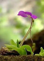 Mexican Butterwort Planting Seeds - Non-GMO, Heirloom Carnivorous for planting in home garden