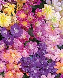 Mixed Lewisia Flower Seeds for Garden - NON GMO Seeds for planting in home garden