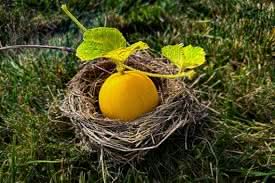 Dosakai Melon Cucumber Seeds for Planting - Heirloom & Non-GMO Garden Seeds