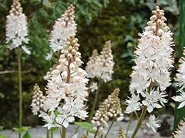 White Tiarella Trifoliata Flower Seeds for Planting - 100
