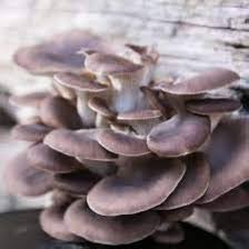 Mushroom Seeds for Planting Gray