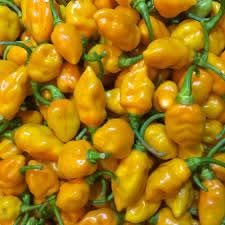 Datil Pepper Vegetable Seeds for Planting