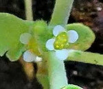 Anastatica Hierochuntica Plant Seeds for Planting - Growing the Rose of Jericho, Heirloom and GMO Free Seeds Dhara Seeds