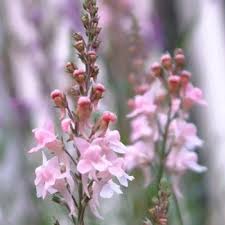 Linaria Canon J. Went