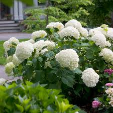 Hydrangea Incrediball Smooth Seeds