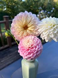 Dahlia Seeds - Cafe con Leche Mix