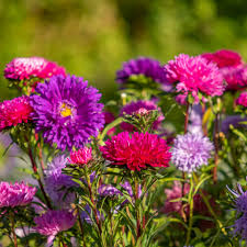 Aster Seeds - Giants of California