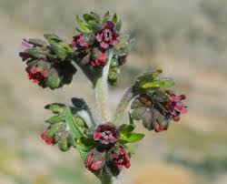 Cynoglossum Hungaricum Seeds