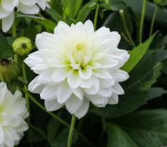 Dahlia Seeds (Decorative) - White Swan