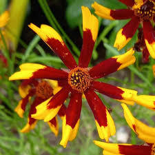 Coreopsis Seeds - Mardi Gras