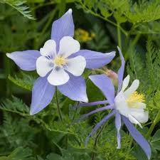 Blue Columbine Seeds