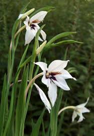 Peacock Orchid Seeds - Gladiolus acidanthera