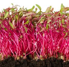 Microgreen Seeds - Microgreen Rainbow Blend