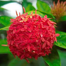 Red Ixora Flower Seeds for Planting - 100