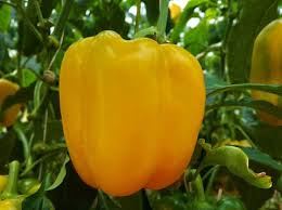 Sweet Pepper Seeds - Golden Cal Wonder