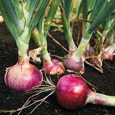 Onion Seeds (Short Day) - Red Burgundy