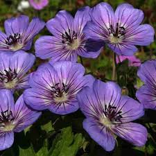 Geranium Havana Blues