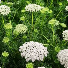 Lace Flower Seeds for Planting, 100