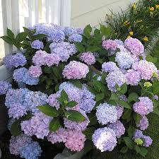 Hydrangea All Summer Beauty