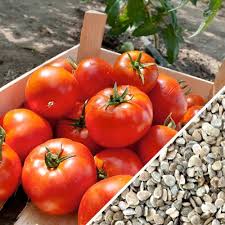 Tomato Seeds (Organic) - Homestead